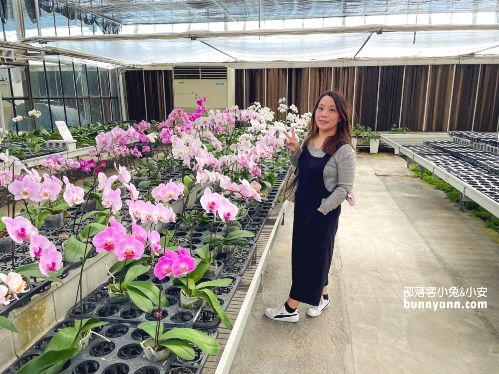 宜蘭金車礁溪蘭花園 ，賞蝴蝶蘭和餵水豚君，2024盤子門票費用介紹