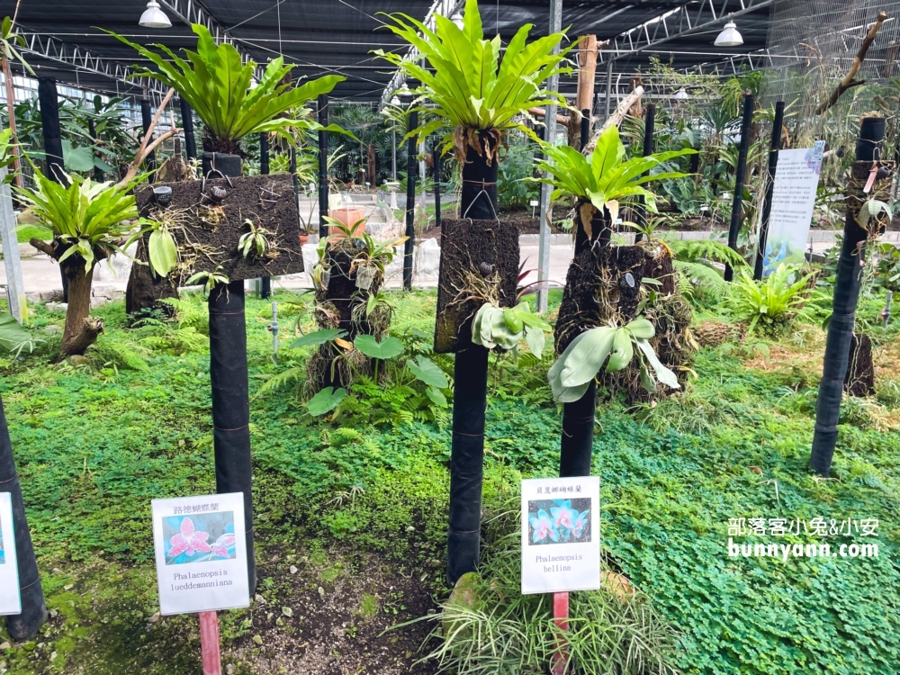 宜蘭金車礁溪蘭花園 ，賞蝴蝶蘭和餵水豚君，2024盤子門票費用介紹