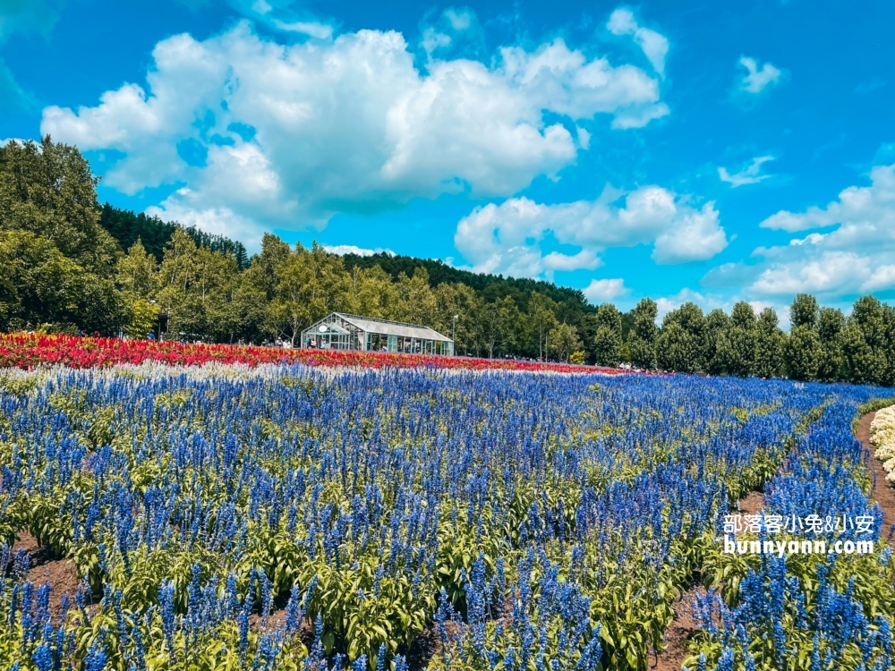 北海道富田農場