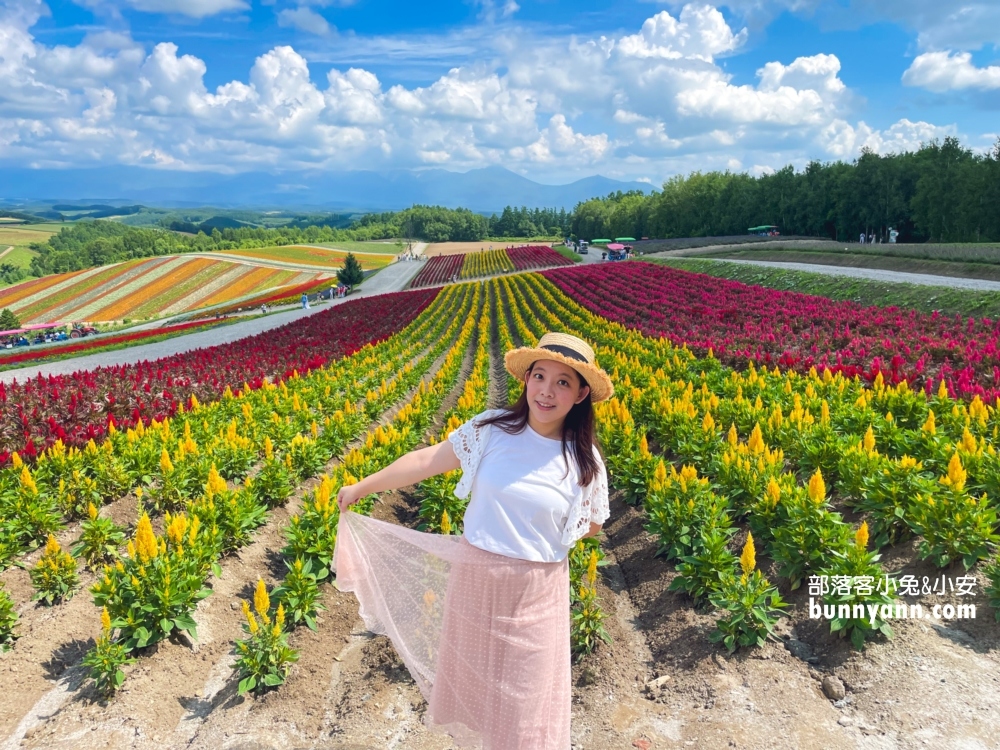 美瑛景點推薦四季彩之丘最佳賞花期與遊園車介紹!!