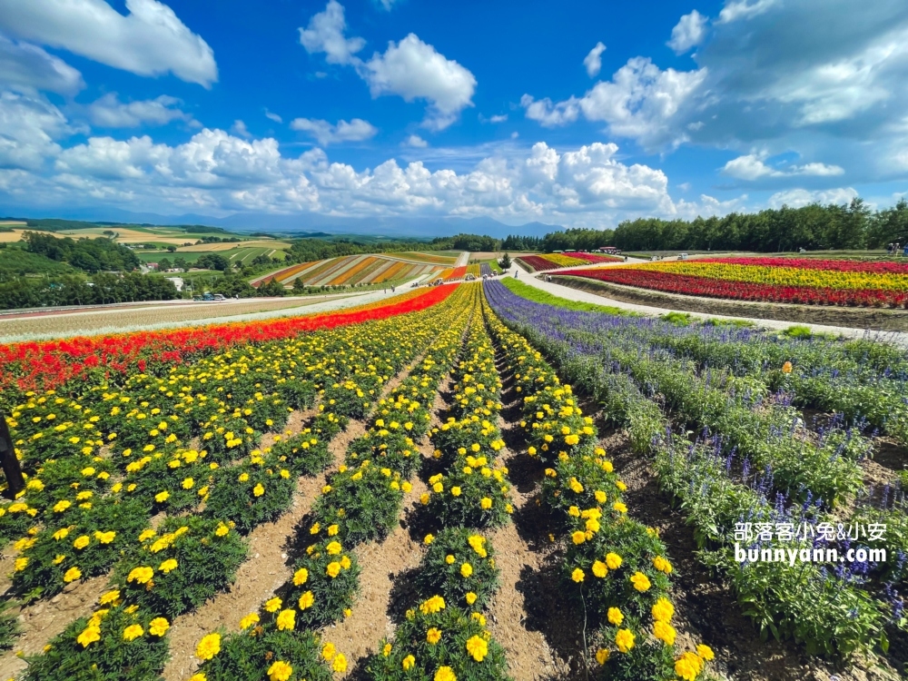 美瑛景點推薦四季彩之丘最佳賞花期與遊園車介紹!!