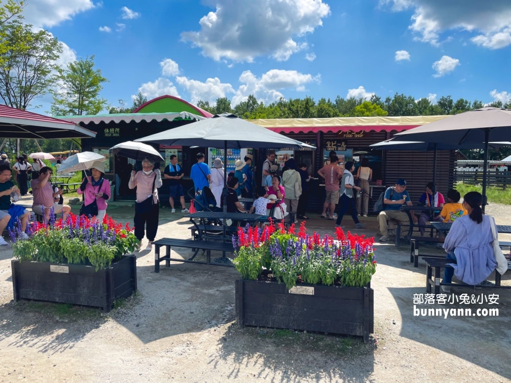 美瑛景點推薦四季彩之丘最佳賞花期與遊園車介紹!!