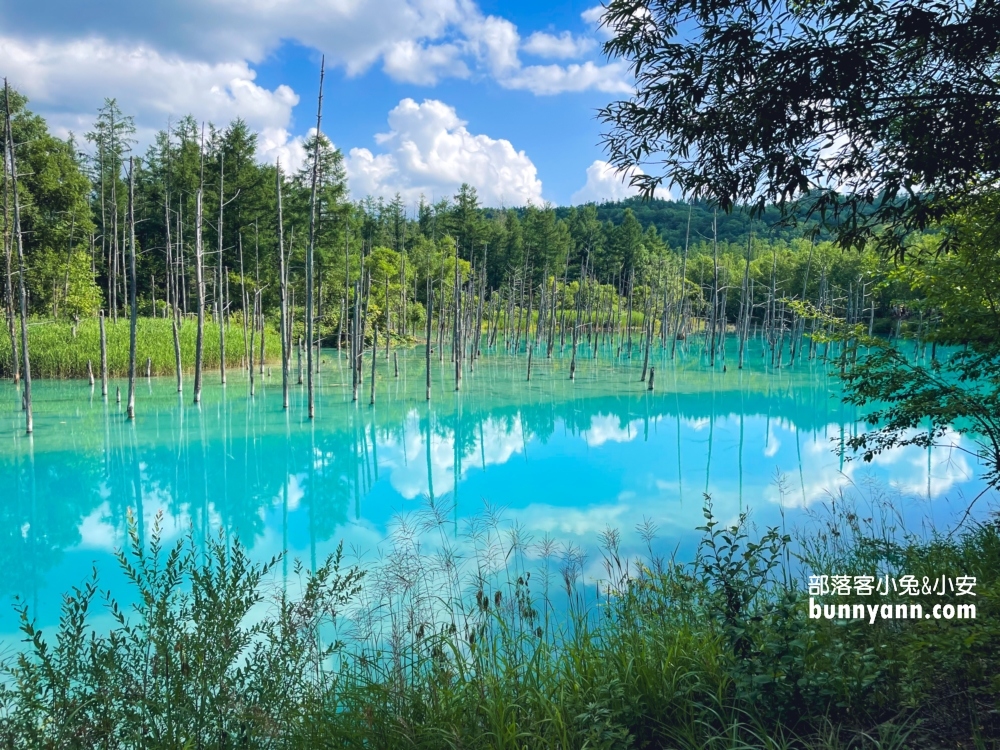 美瑛【白金青池】也太美了，獨家私房欣賞地點分享給你。