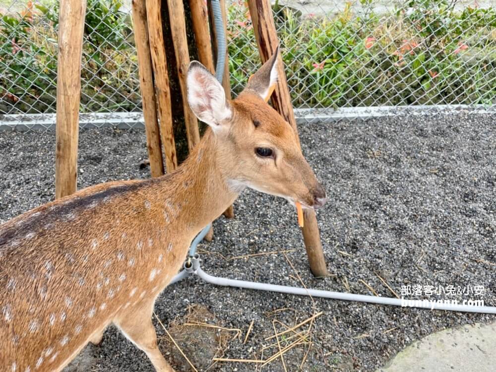 宜蘭「星寶蔥體驗農場」自己拔蔥又能DIY蔥餅也太好玩