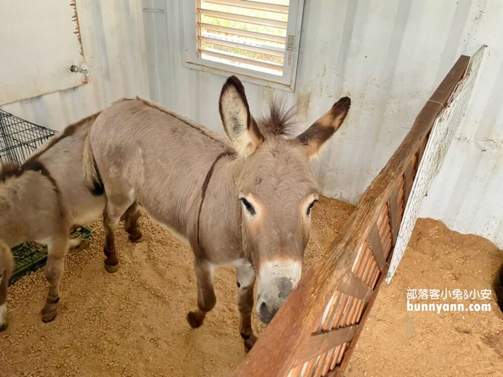 【星寶鄉間小路農場】來餵迷你驢、梅花鹿，自己做蔥派DIY真有趣