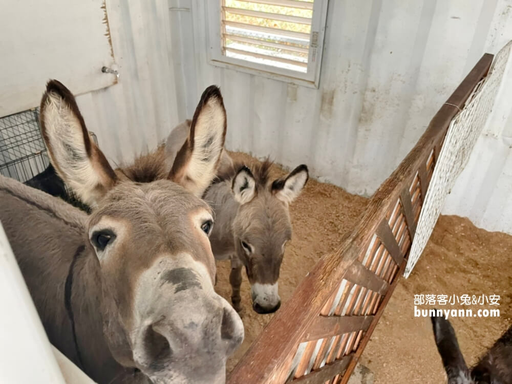 【星寶鄉間小路農場】來餵迷你驢、梅花鹿，自己做蔥派DIY真有趣