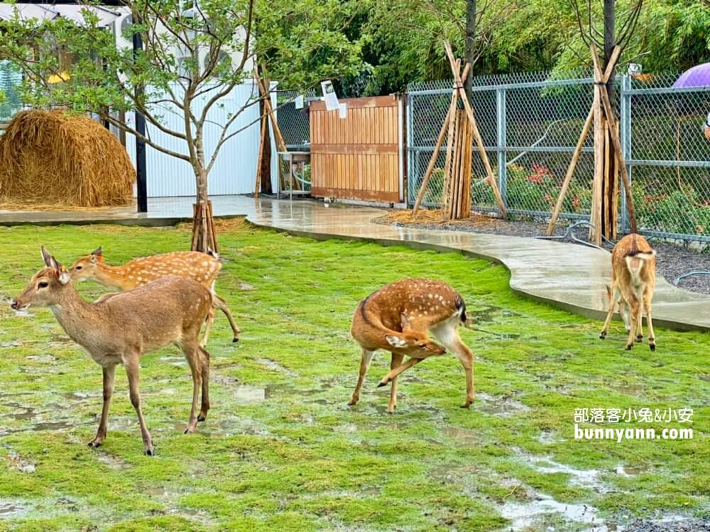 宜蘭「星寶蔥體驗農場」自己拔蔥又能DIY蔥餅也太好玩
