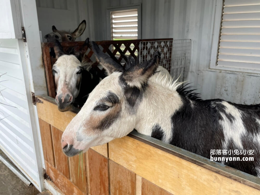 【星寶鄉間小路農場】來餵迷你驢、梅花鹿，自己做蔥派DIY真有趣