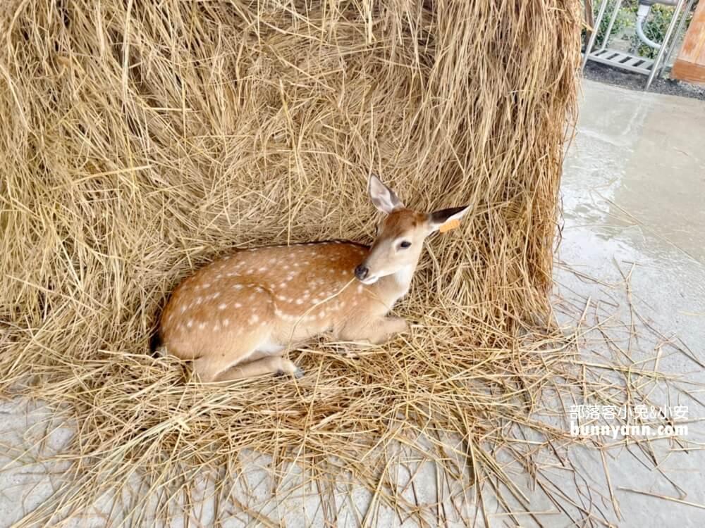 【星寶鄉間小路農場】來餵迷你驢、梅花鹿，自己做蔥派DIY真有趣