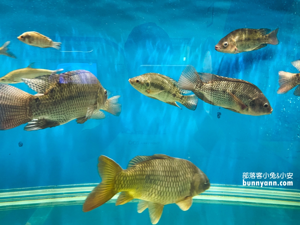 台灣鯛生態創意園區