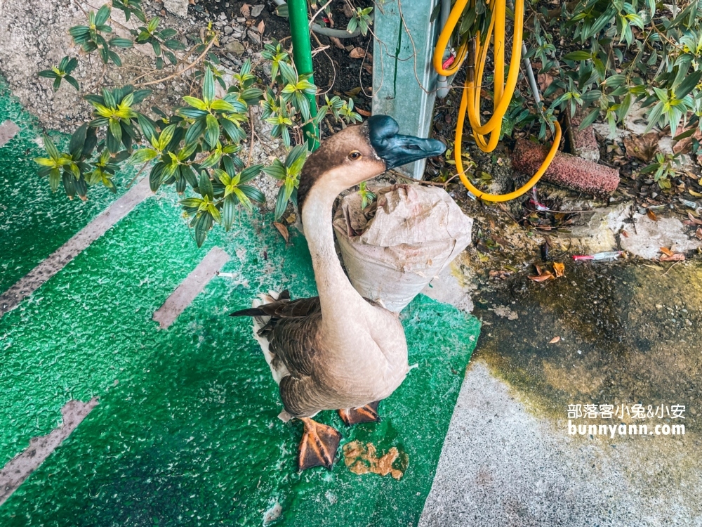 宜蘭【望龍埤鵝肉攤】20元吃到飽的鵝肉湯麵與炒米粉