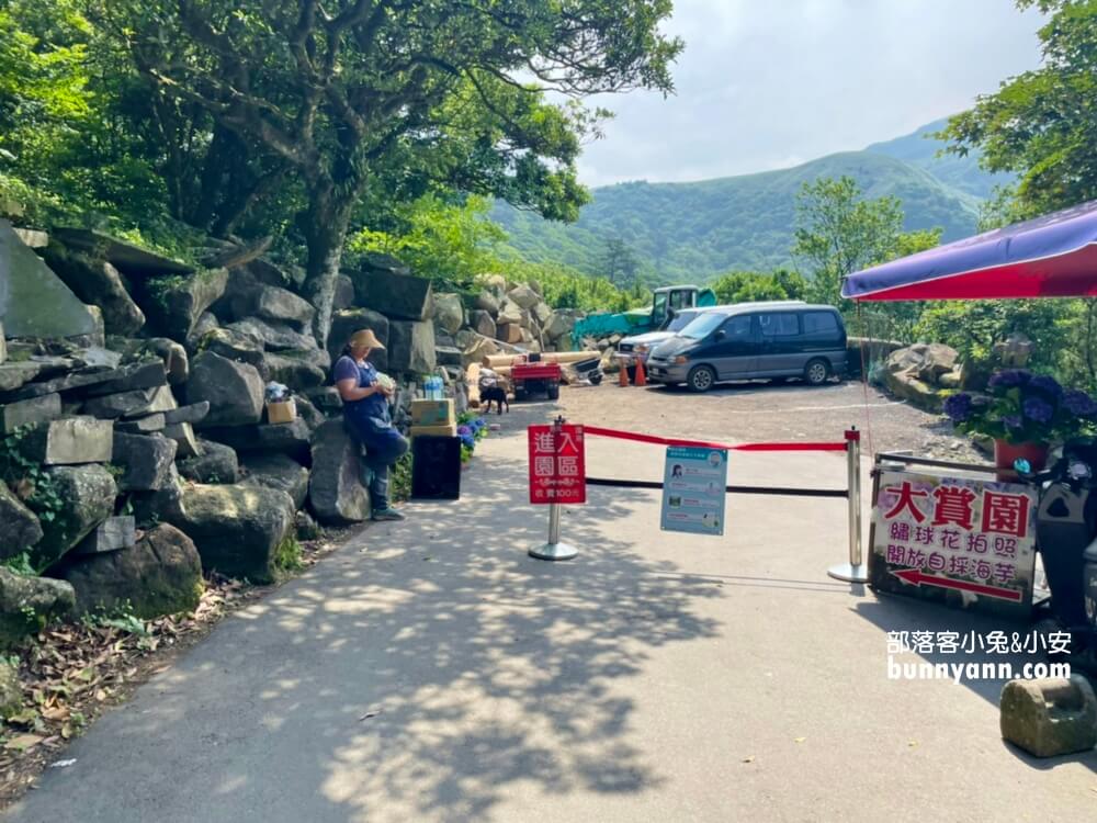 竹子湖「大賞園」繽紛繡球花田，IG打卡夢幻花海超美!!