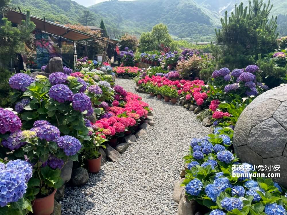 竹子湖「大賞園」繽紛繡球花田，IG打卡夢幻花海超美!!