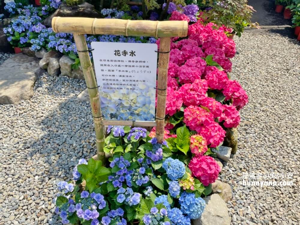 竹子湖「大賞園」繽紛繡球花田，IG打卡夢幻花海超美!!