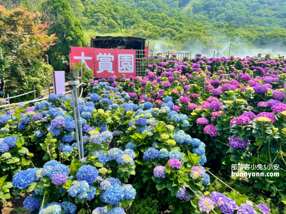 竹子湖「大賞園」繽紛繡球花田，IG打卡夢幻花海超美!!