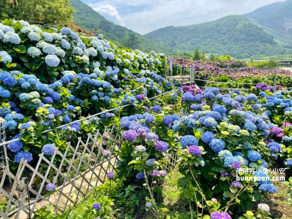 竹子湖「大賞園」繽紛繡球花田，IG打卡夢幻花海超美!!