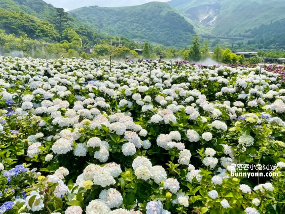 竹子湖「大賞園」繽紛繡球花田，IG打卡夢幻花海超美!!