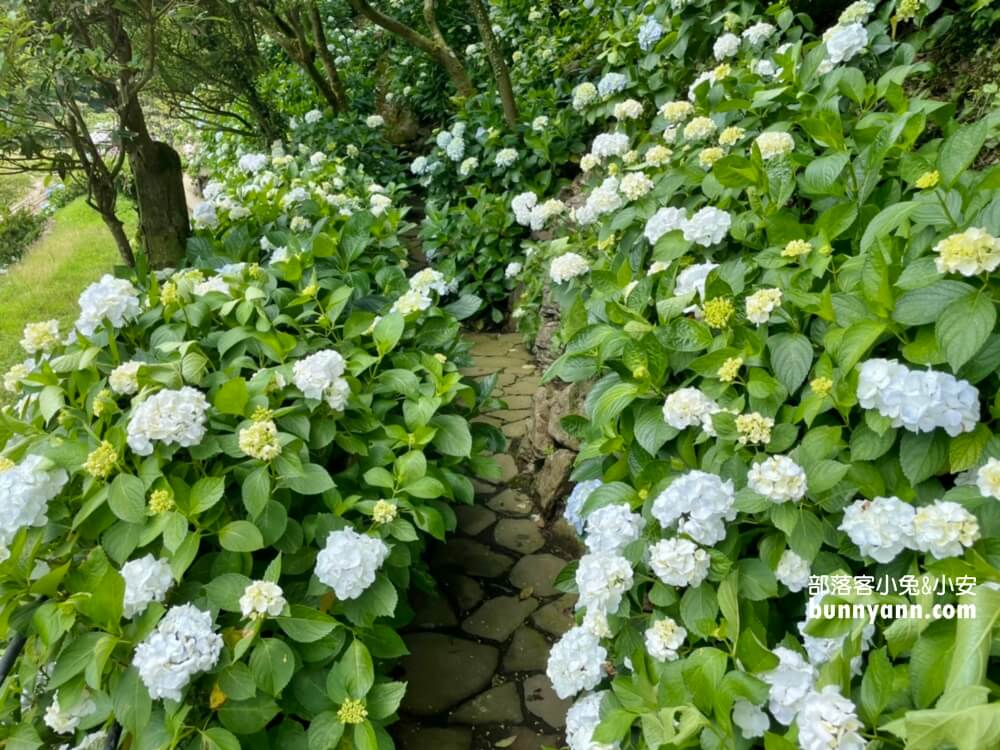 竹子湖「名陽匍休閒農莊」超美繡球花田，海芋花況介紹