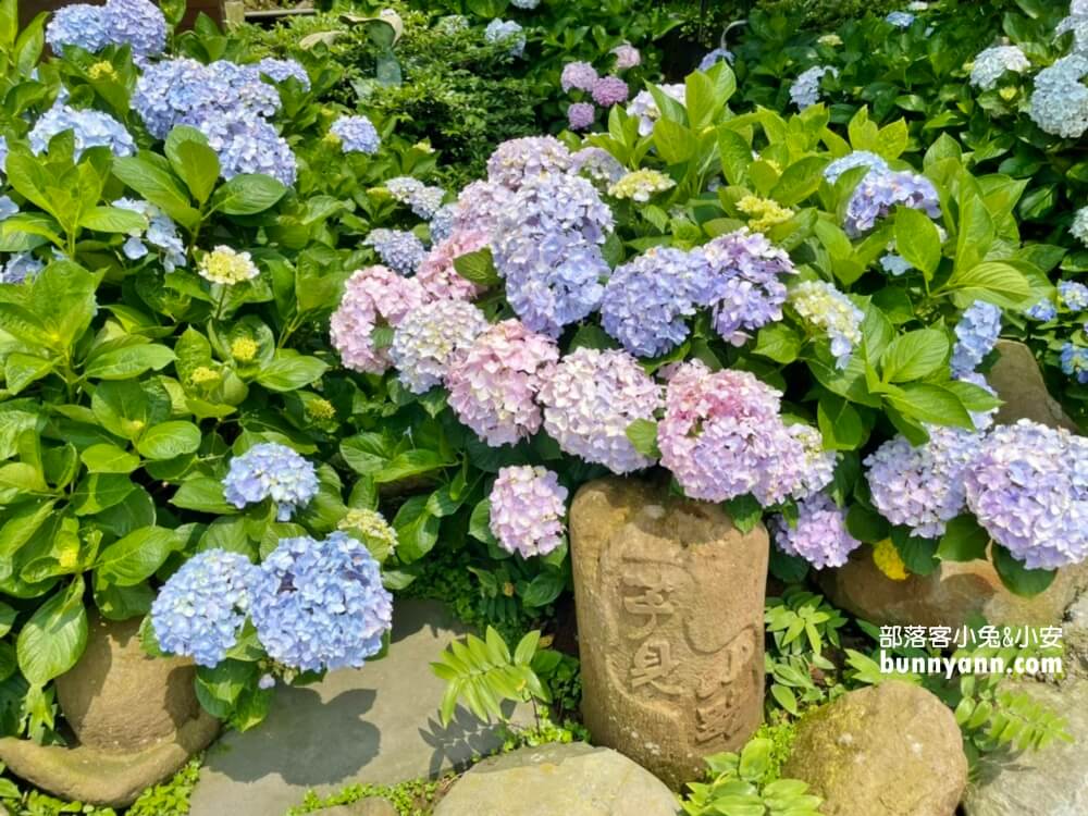 整理「竹子湖繡球花」推薦陽明山繡球花季各家花況與門票優惠