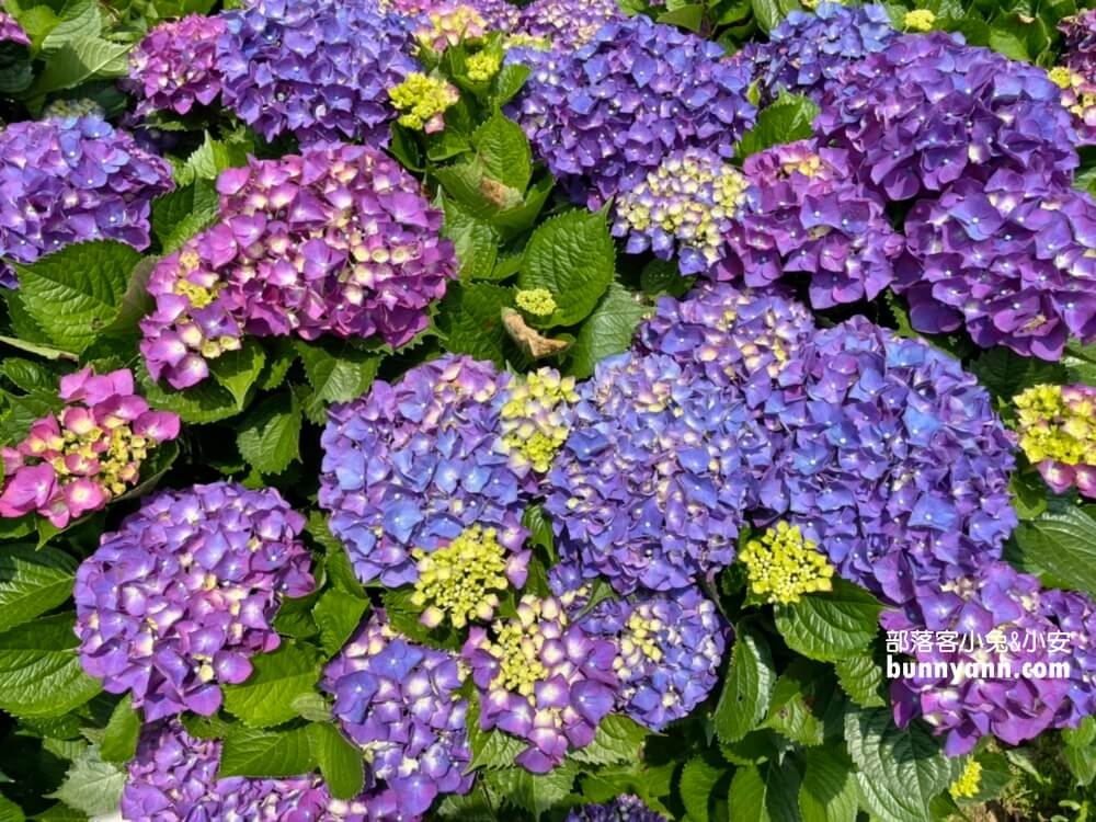 竹子湖「名陽匍休閒農莊」超美繡球花田，海芋花況介紹