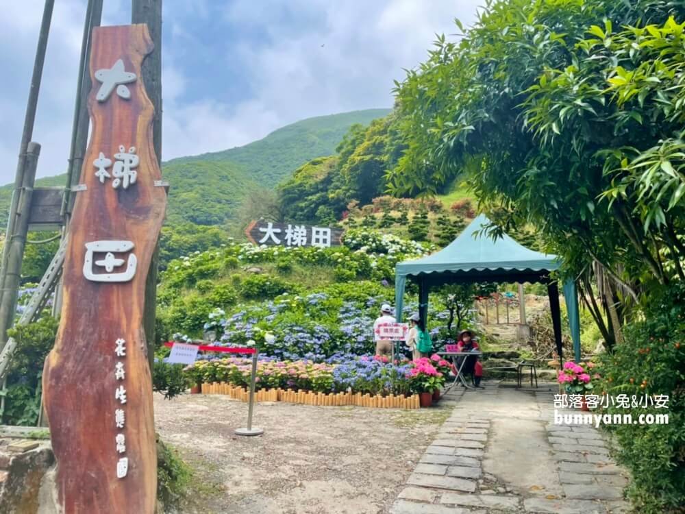 竹子湖超美「大梯田花卉生態農園」繡球花與門票優惠整理