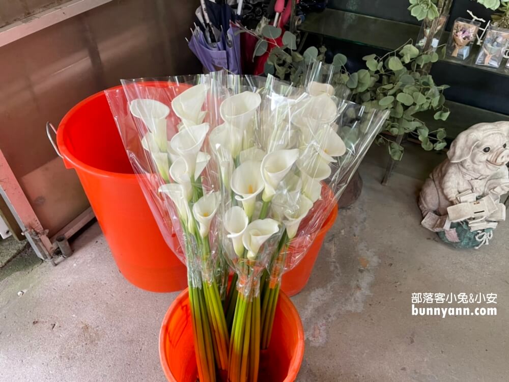 陽明山「花谷繡球花」花谷海芋園最新花況，繽紛花球綻放中