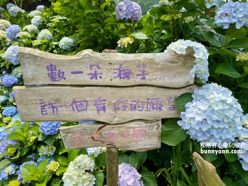 陽明山「花谷繡球花」花谷海芋園最新花況，繽紛花球綻放中