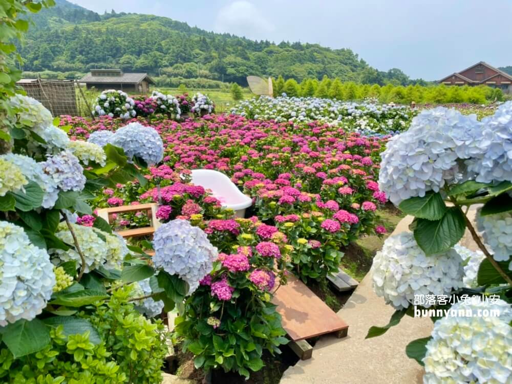 陽明山「花谷繡球花」花谷海芋園最新花況，繽紛花球綻放中