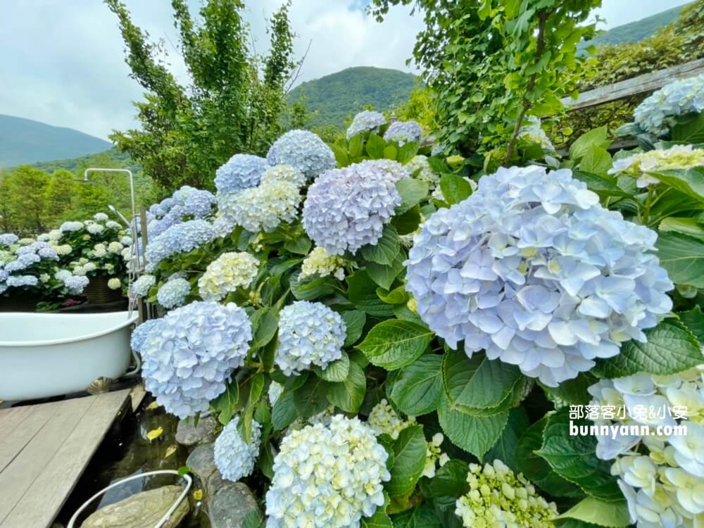 陽明山「花谷繡球花」花谷海芋園最新花況，繽紛花球綻放中
