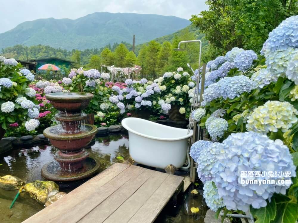 陽明山「花谷繡球花」花谷海芋園最新花況，繽紛花球綻放中