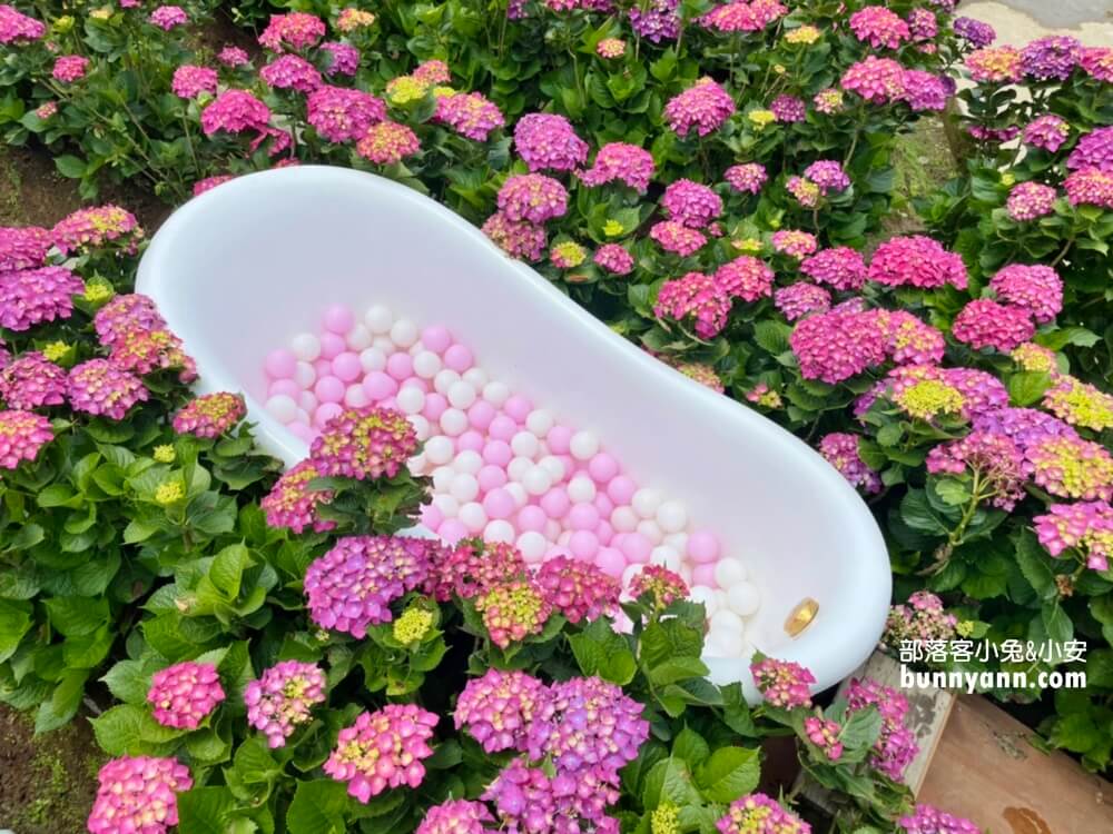 陽明山「花谷繡球花」花谷海芋園最新花況，繽紛花球綻放中