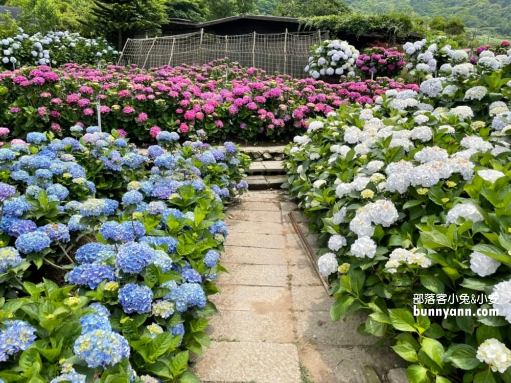 陽明山「花谷繡球花」花谷海芋園最新花況，繽紛花球綻放中