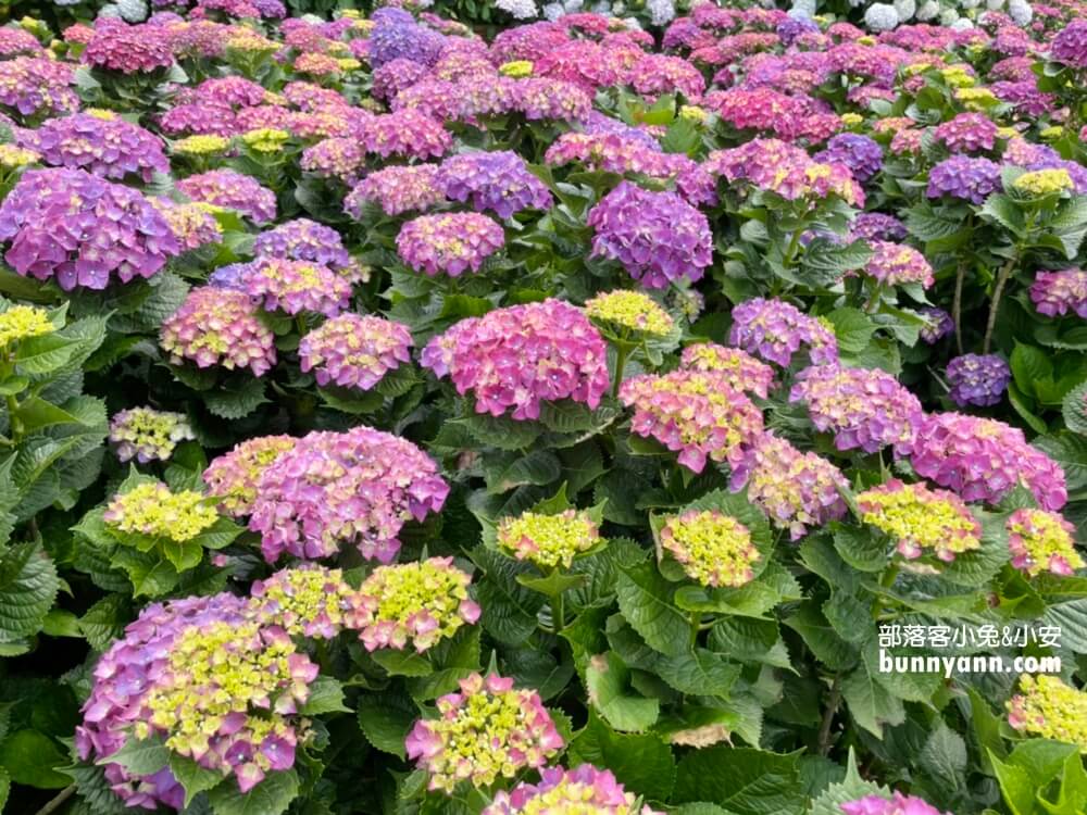 陽明山「花谷繡球花」花谷海芋園最新花況，繽紛花球綻放中
