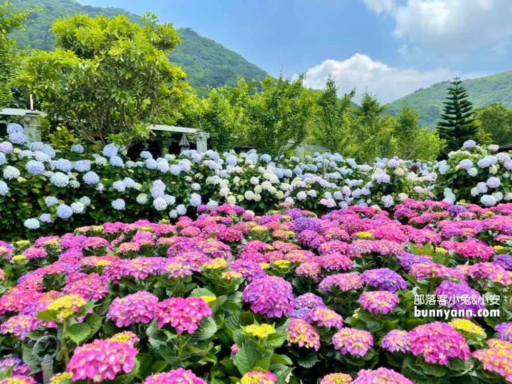 陽明山「花谷繡球花」花谷海芋園最新花況，繽紛花球綻放中