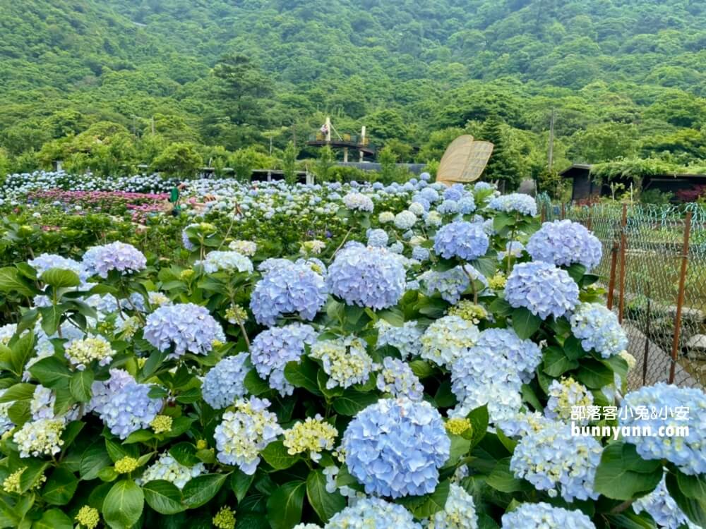 陽明山「花谷繡球花」花谷海芋園最新花況，繽紛花球綻放中