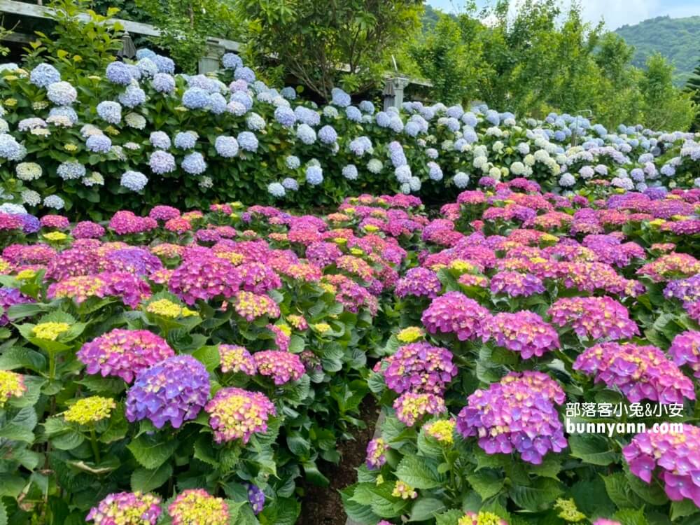 陽明山「花谷繡球花」花谷海芋園最新花況，繽紛花球綻放中