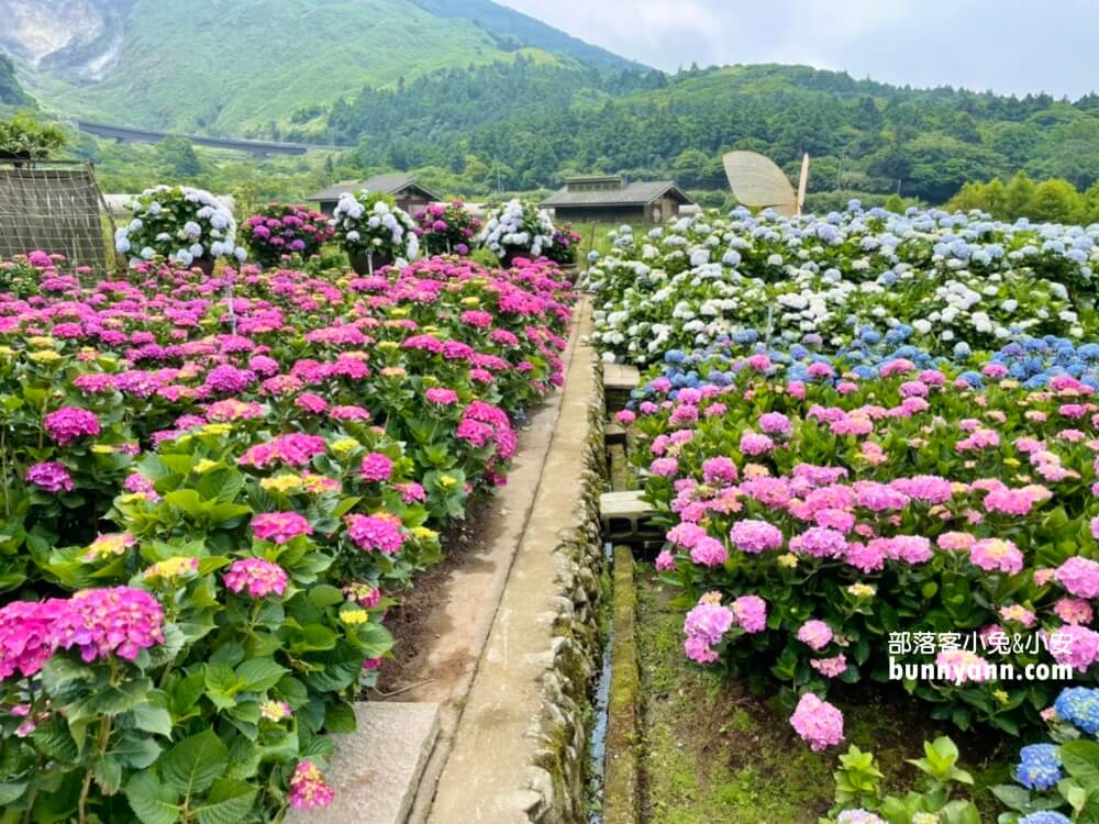 陽明山「花谷繡球花」花谷海芋園最新花況，繽紛花球綻放中