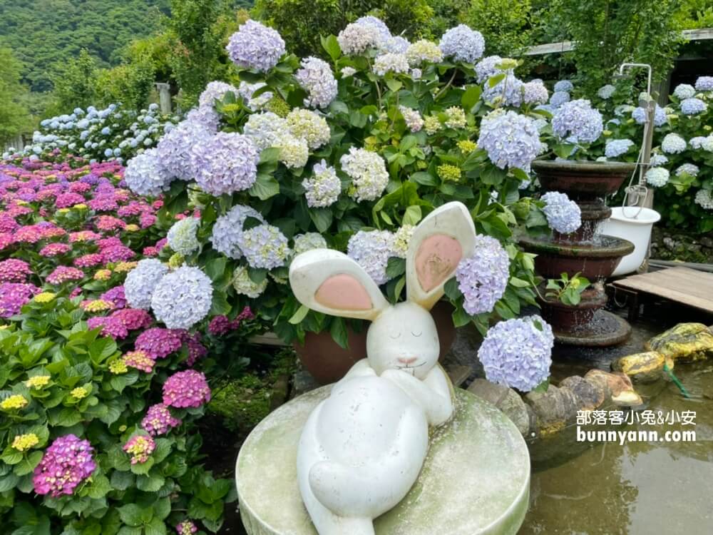 陽明山「花谷繡球花」花谷海芋園最新花況，繽紛花球綻放中