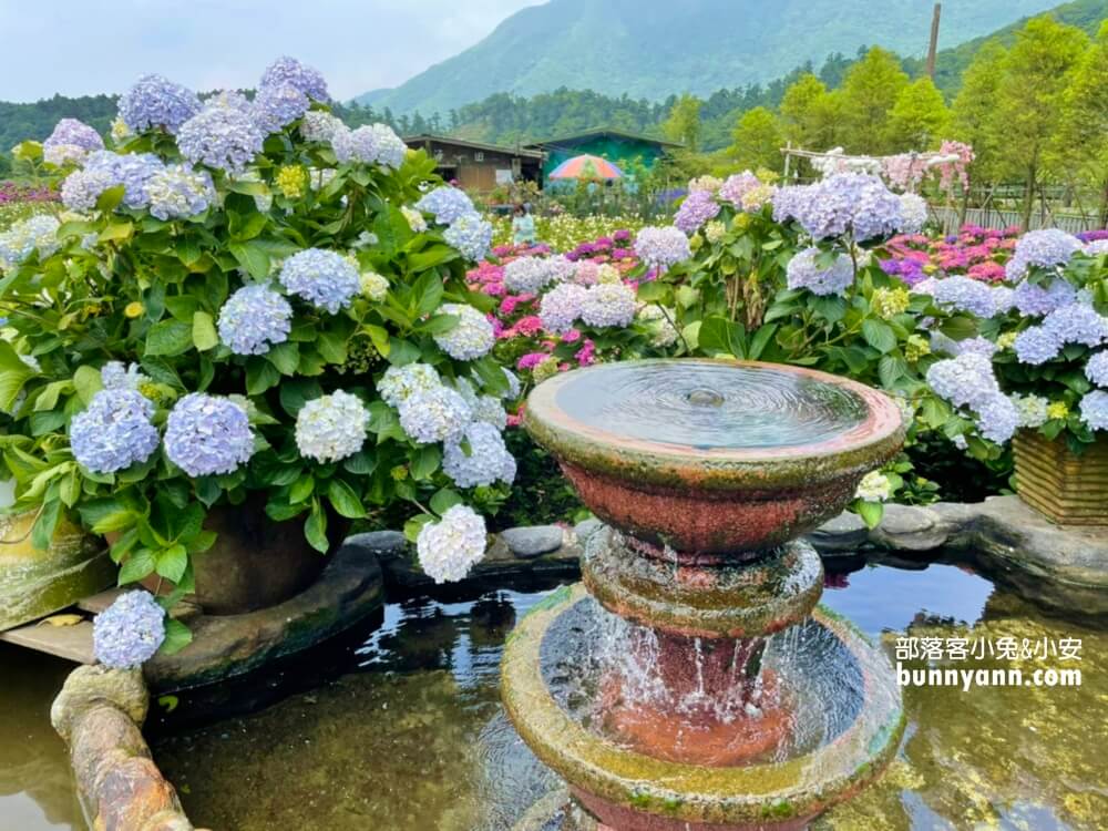 陽明山「花谷繡球花」花谷海芋園最新花況，繽紛花球綻放中