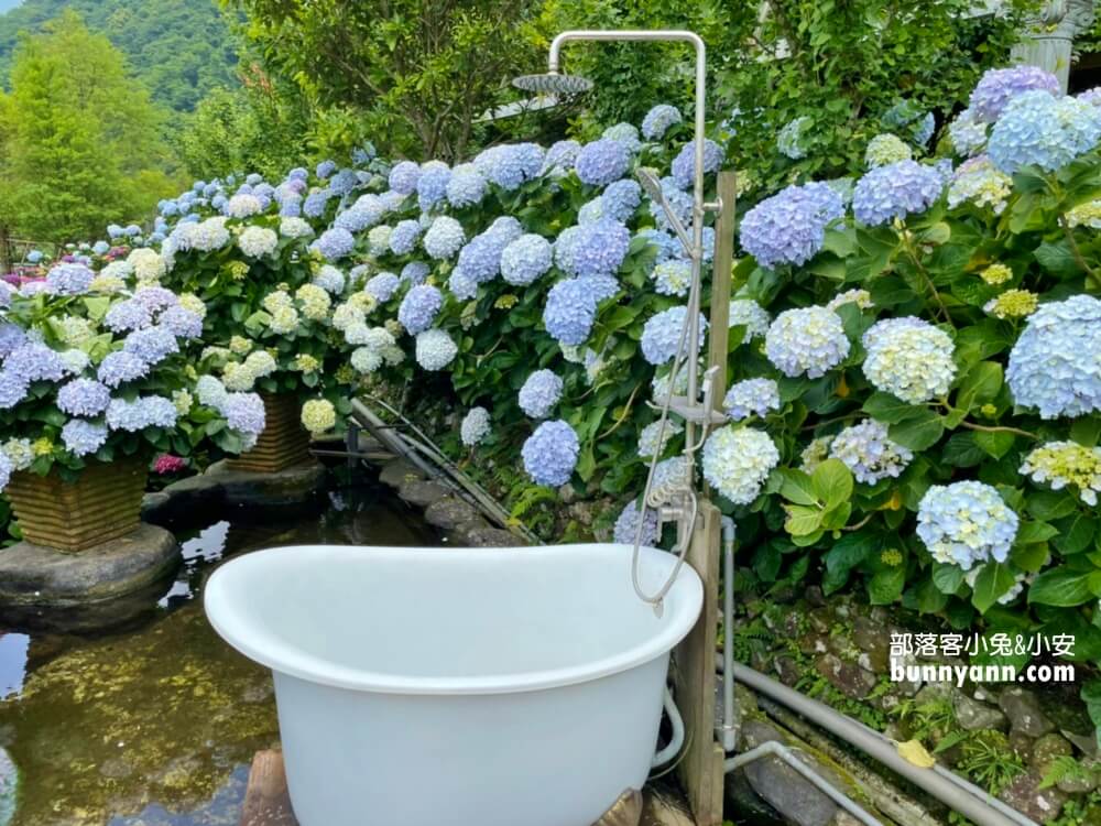 陽明山「花谷繡球花」花谷海芋園最新花況，繽紛花球綻放中