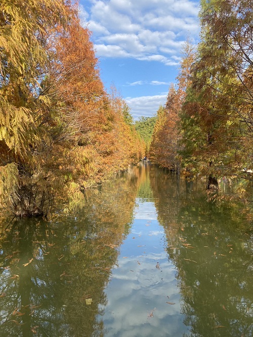 苗栗【三灣落羽松】秘境莊園漸層色水上落羽松林，附近景點美食一日遊