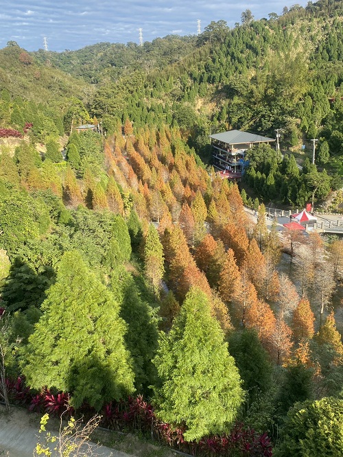 苗栗【三灣落羽松】秘境莊園漸層色水上落羽松林，附近景點美食一日遊