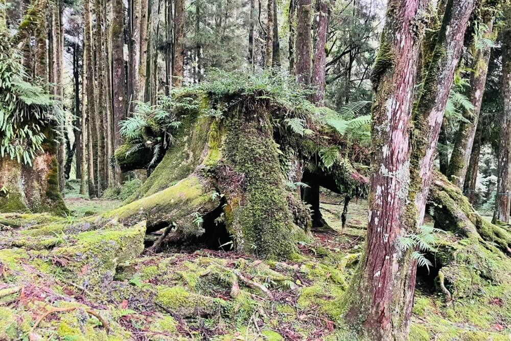 阿里山【姊妹潭】有著夢幻湖景秘境，沼平車站下車步行15分鐘。