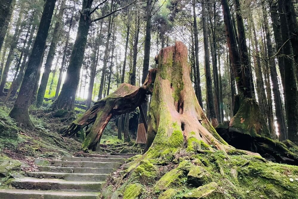 阿里山【姊妹潭】有著夢幻湖景秘境，沼平車站下車步行15分鐘。