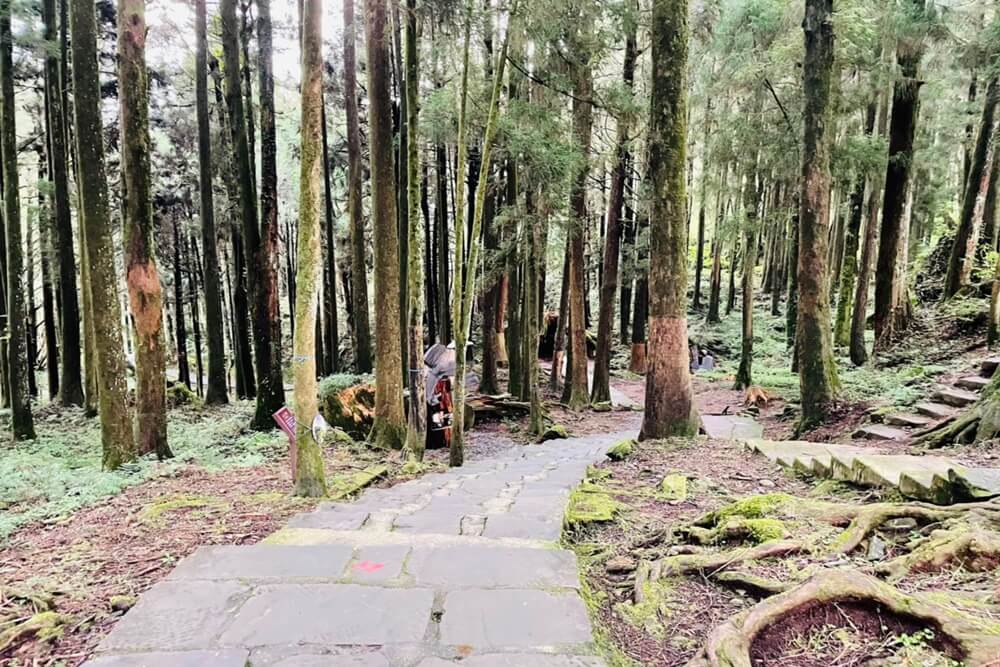 阿里山【姊妹潭】有著夢幻湖景秘境，沼平車站下車步行15分鐘。