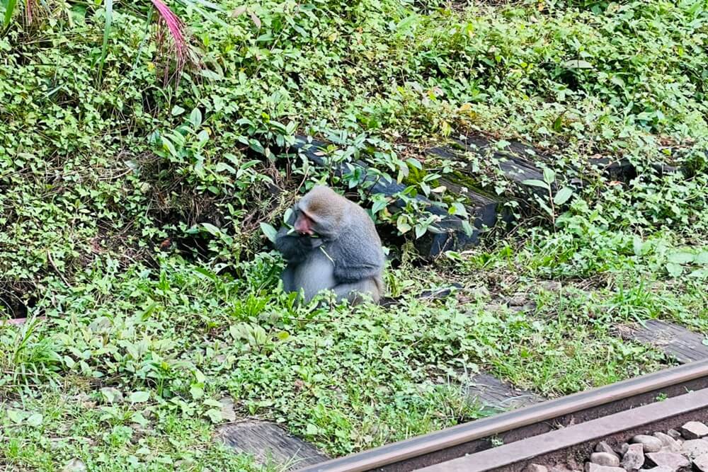 阿里山【姊妹潭】有著夢幻湖景秘境，沼平車站下車步行15分鐘。
