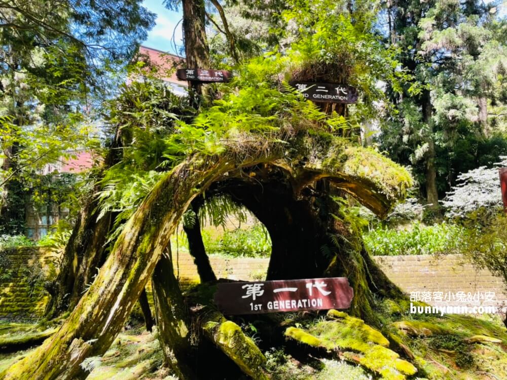 嘉義「阿里山國家森林遊樂區」擁有絕佳天然景色的森林園區