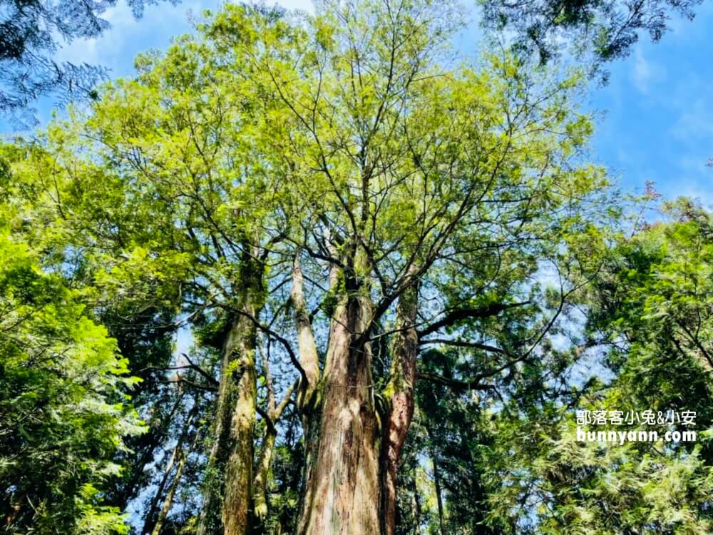 嘉義「阿里山國家森林遊樂區」擁有絕佳天然景色的森林園區