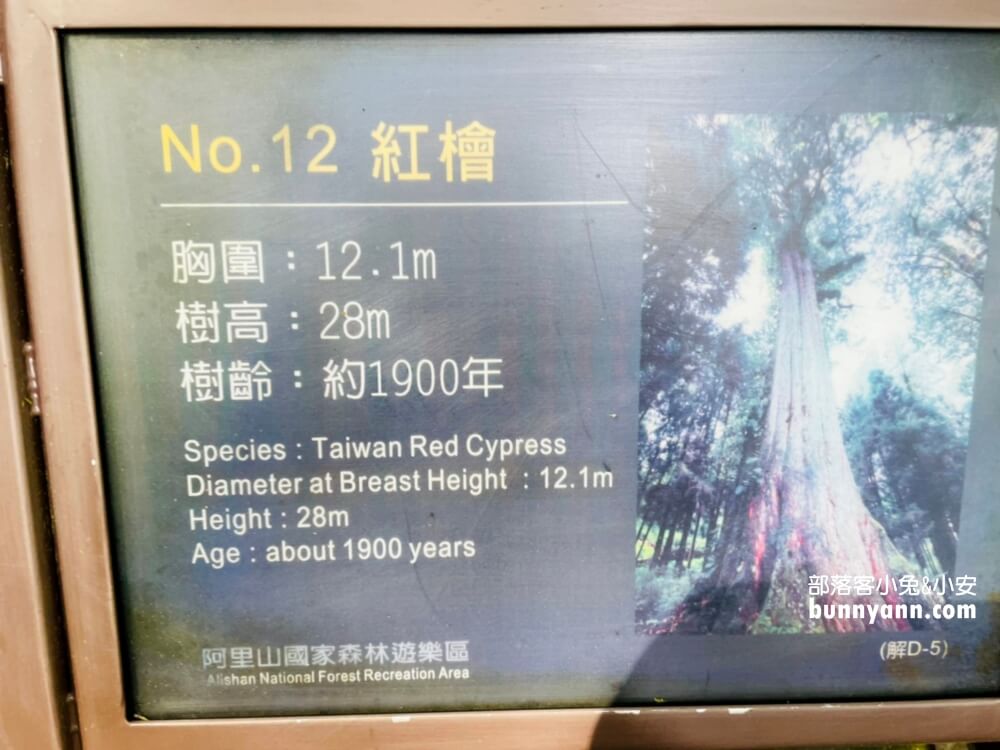 嘉義「阿里山國家森林遊樂區」擁有絕佳天然景色的森林園區