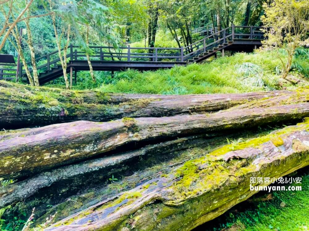 嘉義「阿里山國家森林遊樂區」擁有絕佳天然景色的森林園區
